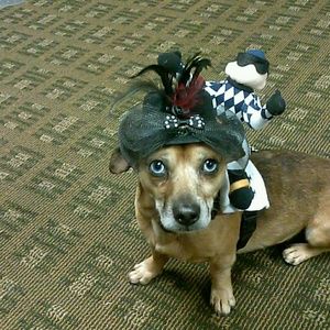 Meet your Posher, Debbie